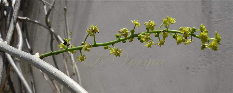  Female inflorescence